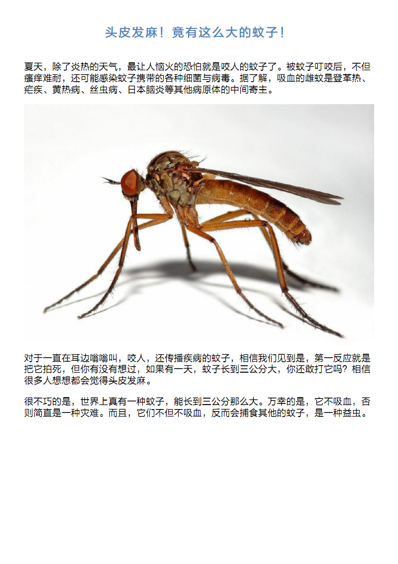 头皮发与麻!竟有这么大的蚊子!pdf