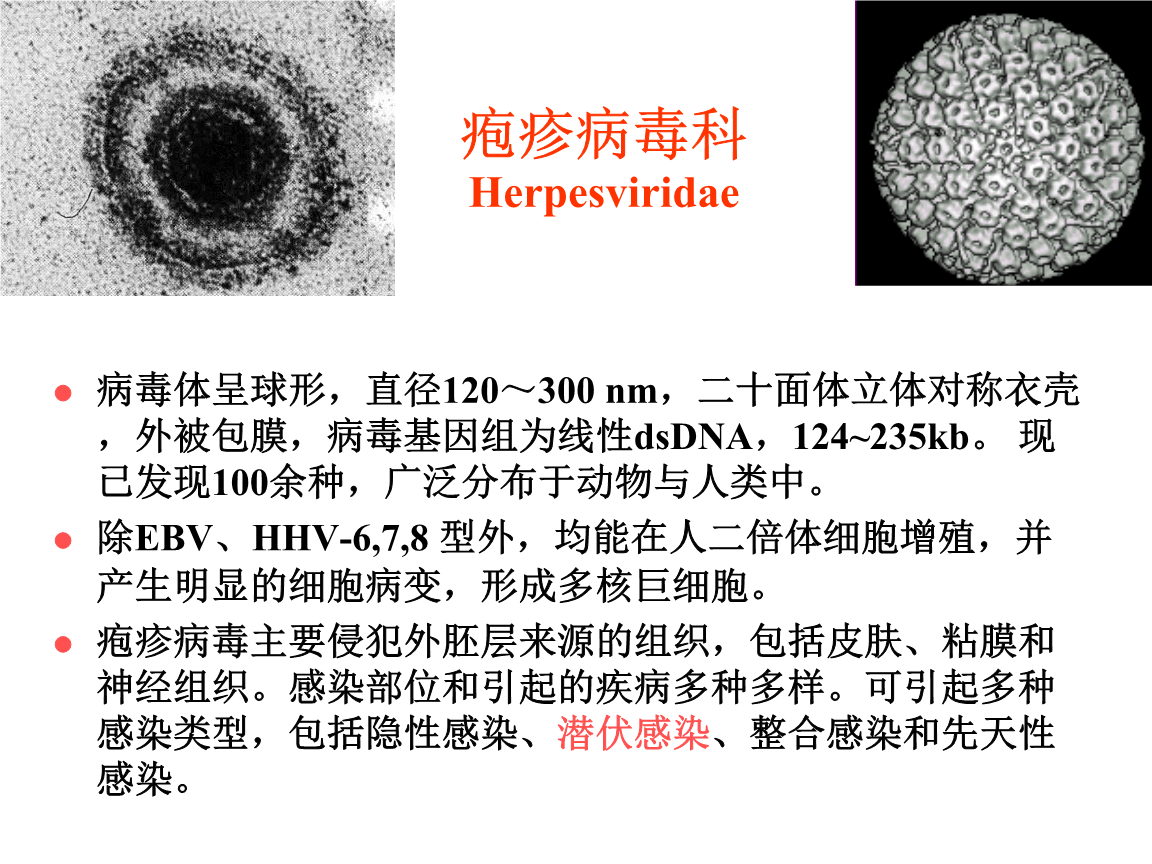 第二十七章 疱疹病毒.ppt