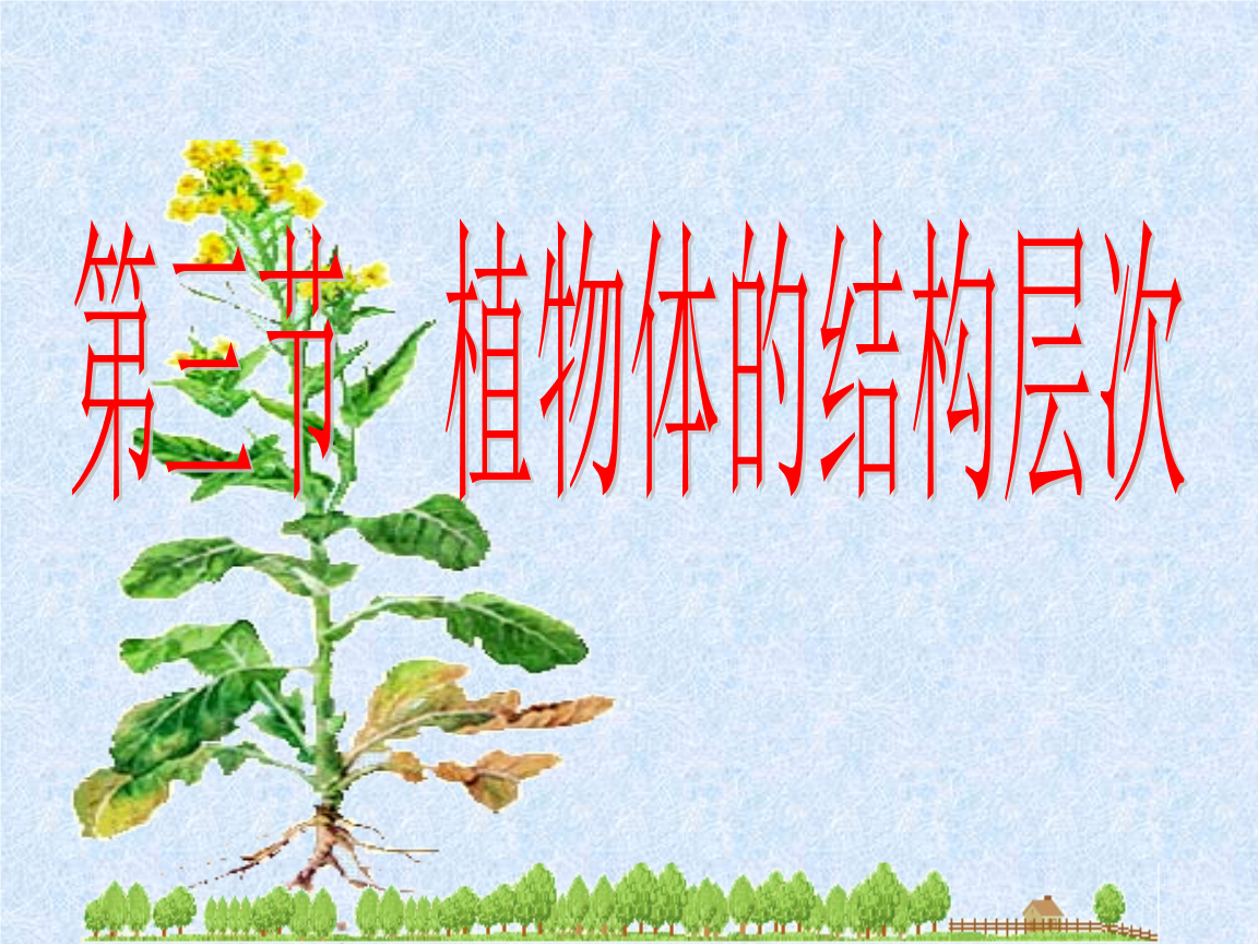 植物体的结构层次-25.ppt