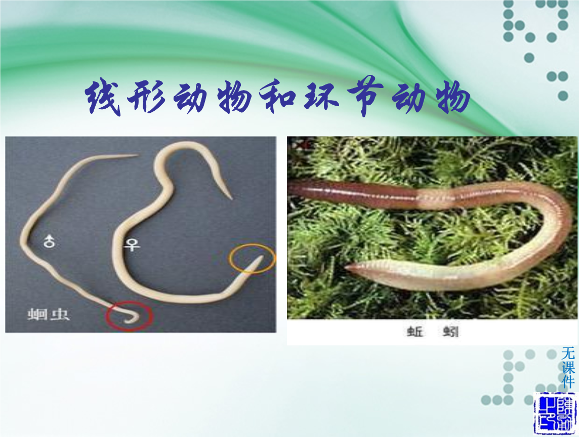 线形动物和环节动物 最新.ppt