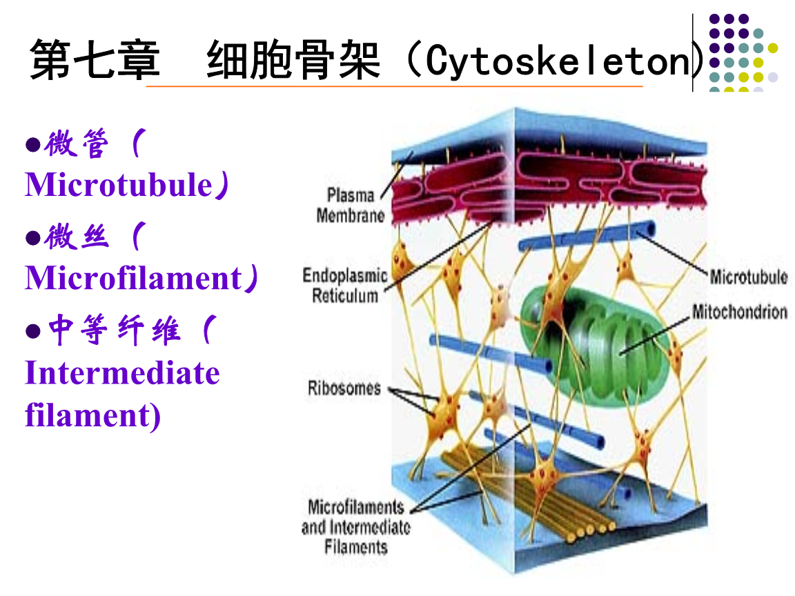 第七章_细胞骨架与细胞的运动.ppt