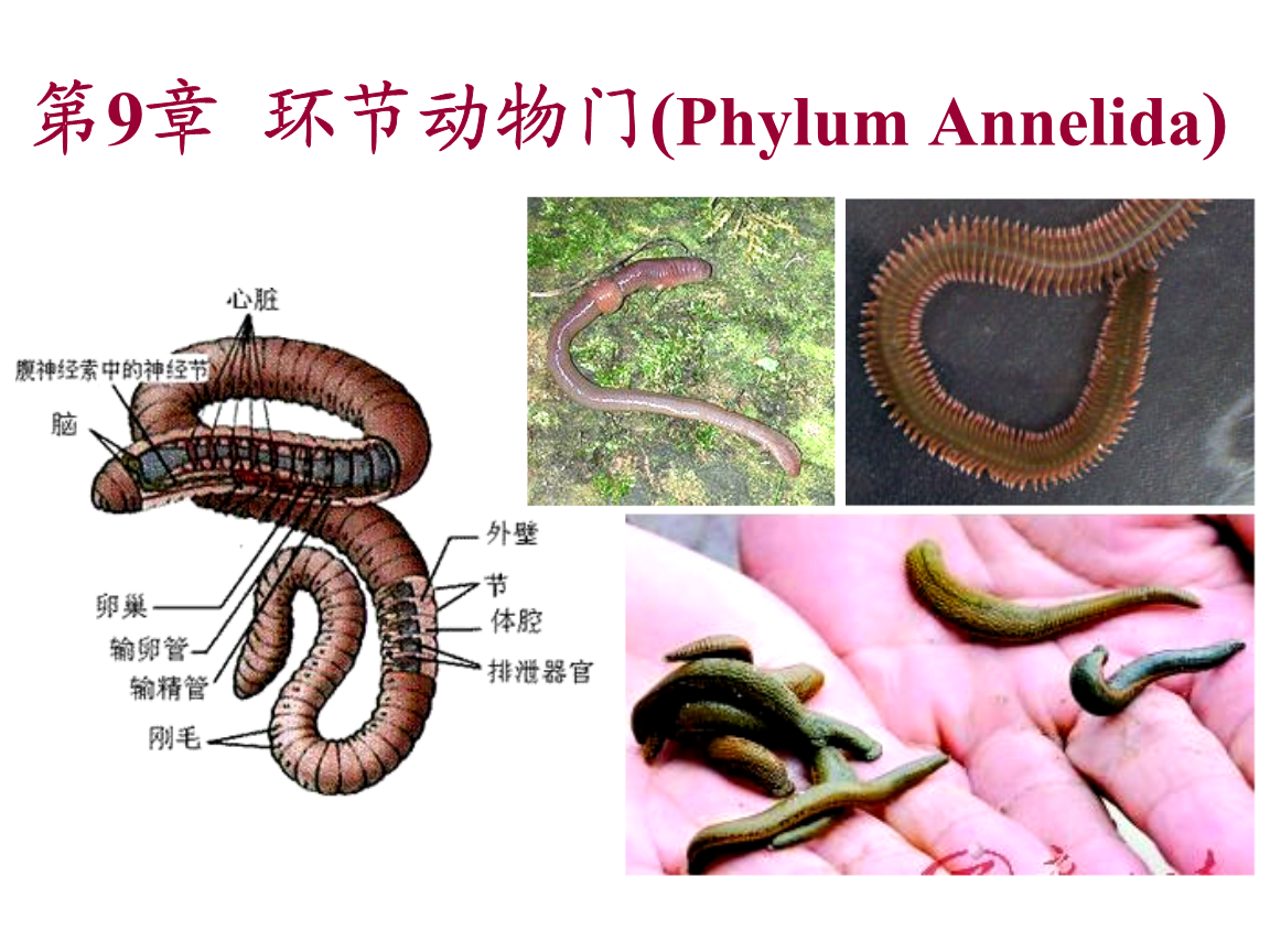 8.环节动物门课件.ppt