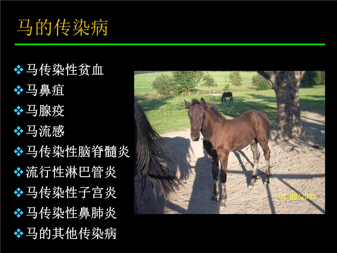 (动物传染病学课件)马病串讲宣讲培训.ppt