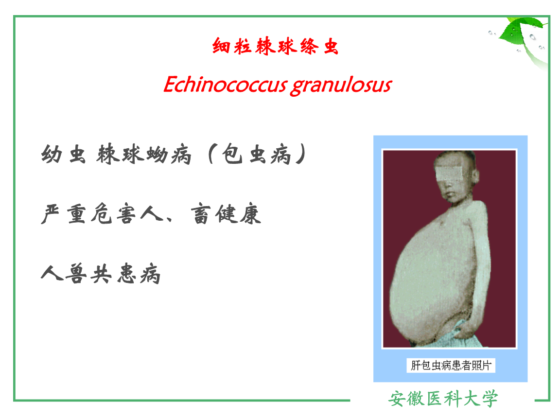 复旦医学院 人体寄生虫课件 包生绦虫 求无欲ppt.ppt