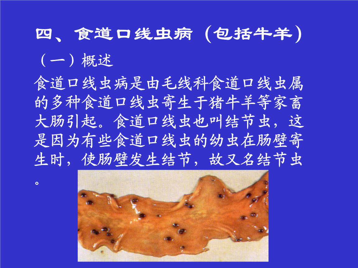 西北农林科技大学兽医寄生虫学课件4食道口线虫病(包括牛.ppt