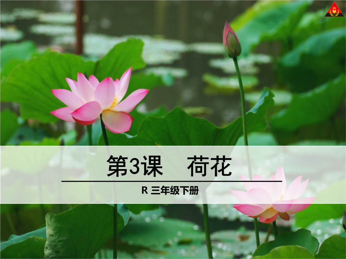3荷花1(转载).ppt
