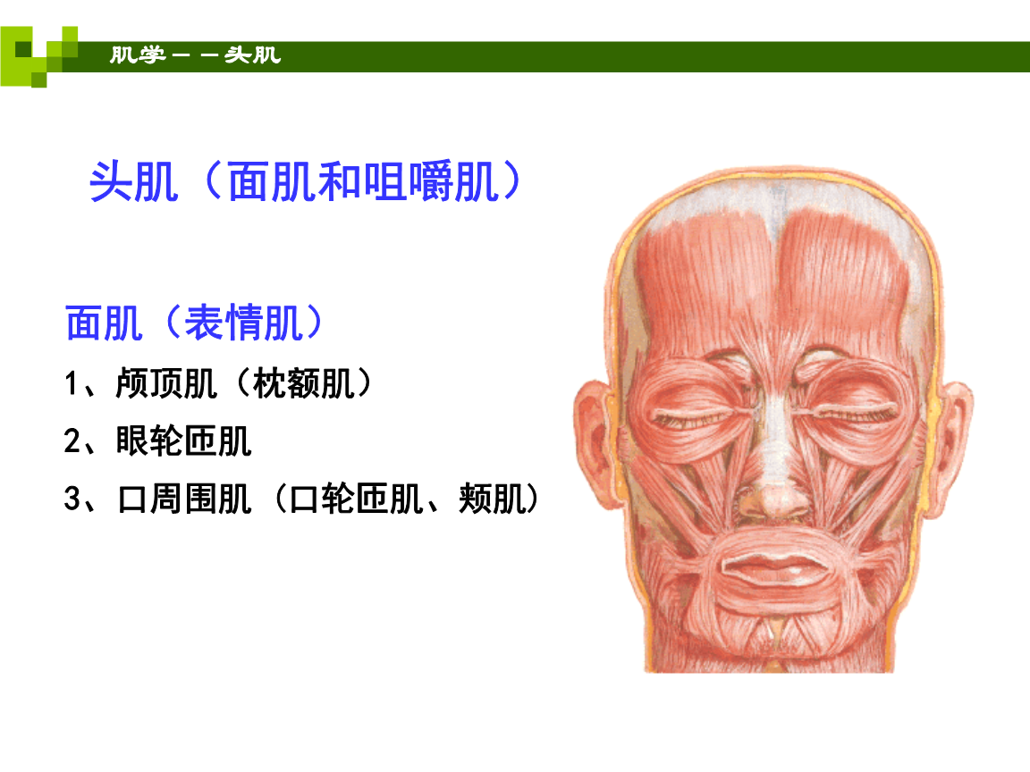 7.头颈-四肢肌(xie.ppt