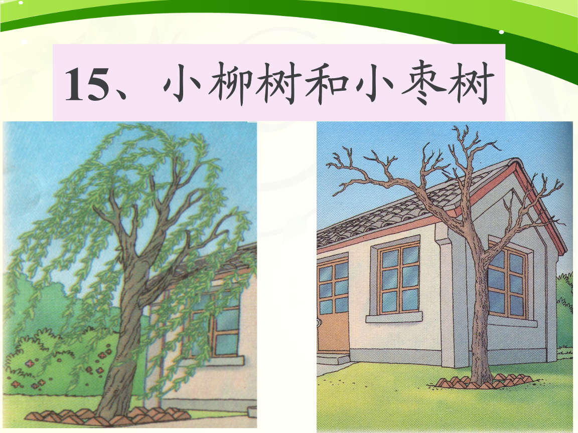 《15《小柳树和小枣树》ppt1.ppt》