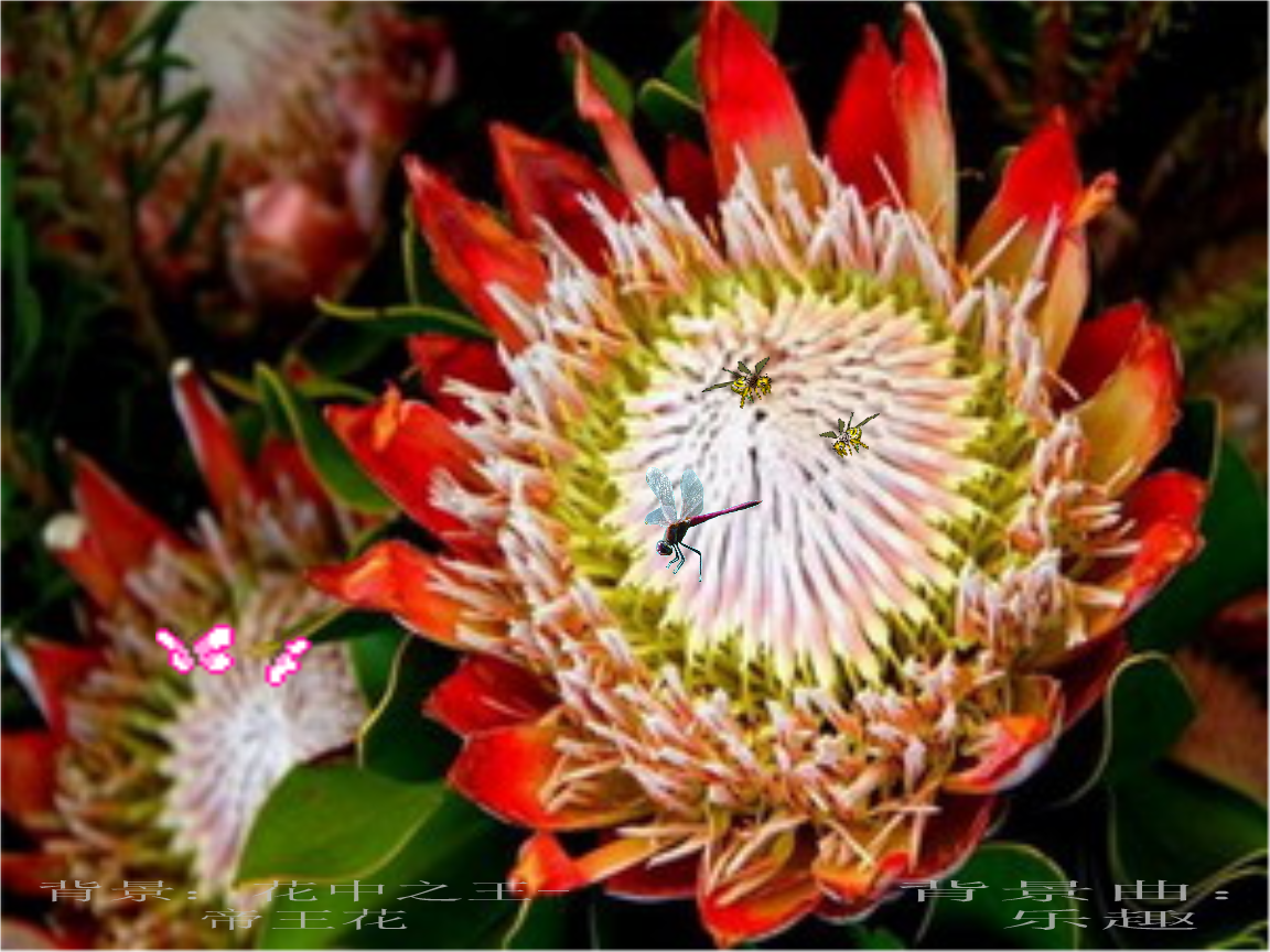 [ppt动感背景]花中之王-帝王花,免费下载,高雅靓丽的花中之王与爱好的