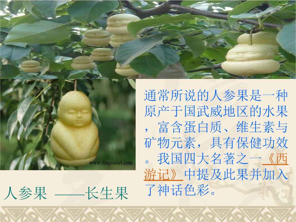 4我及长生果(min).ppt 53页