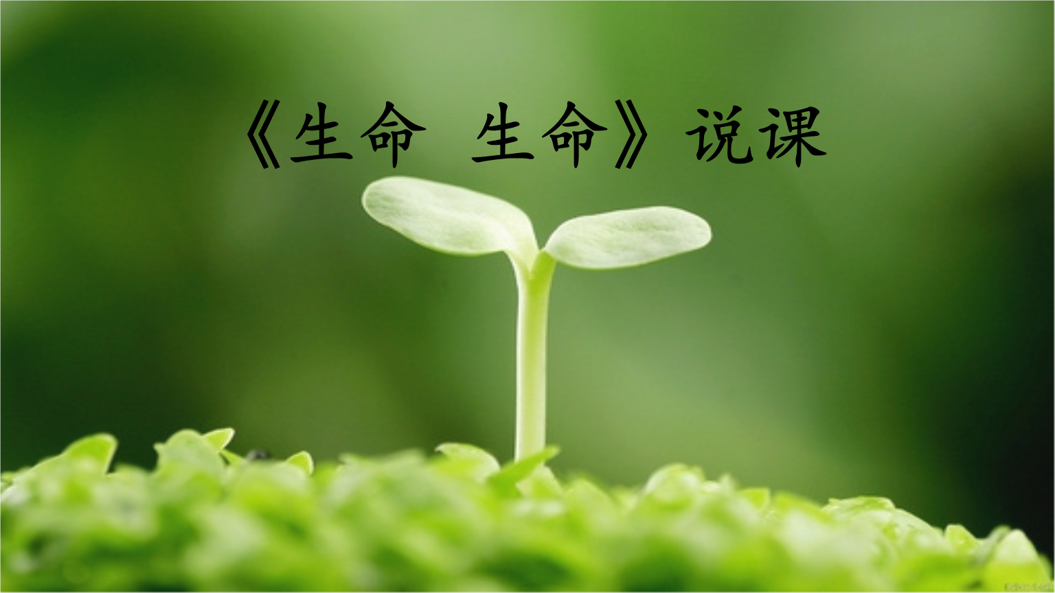 《生命 生命》说课.pptx
