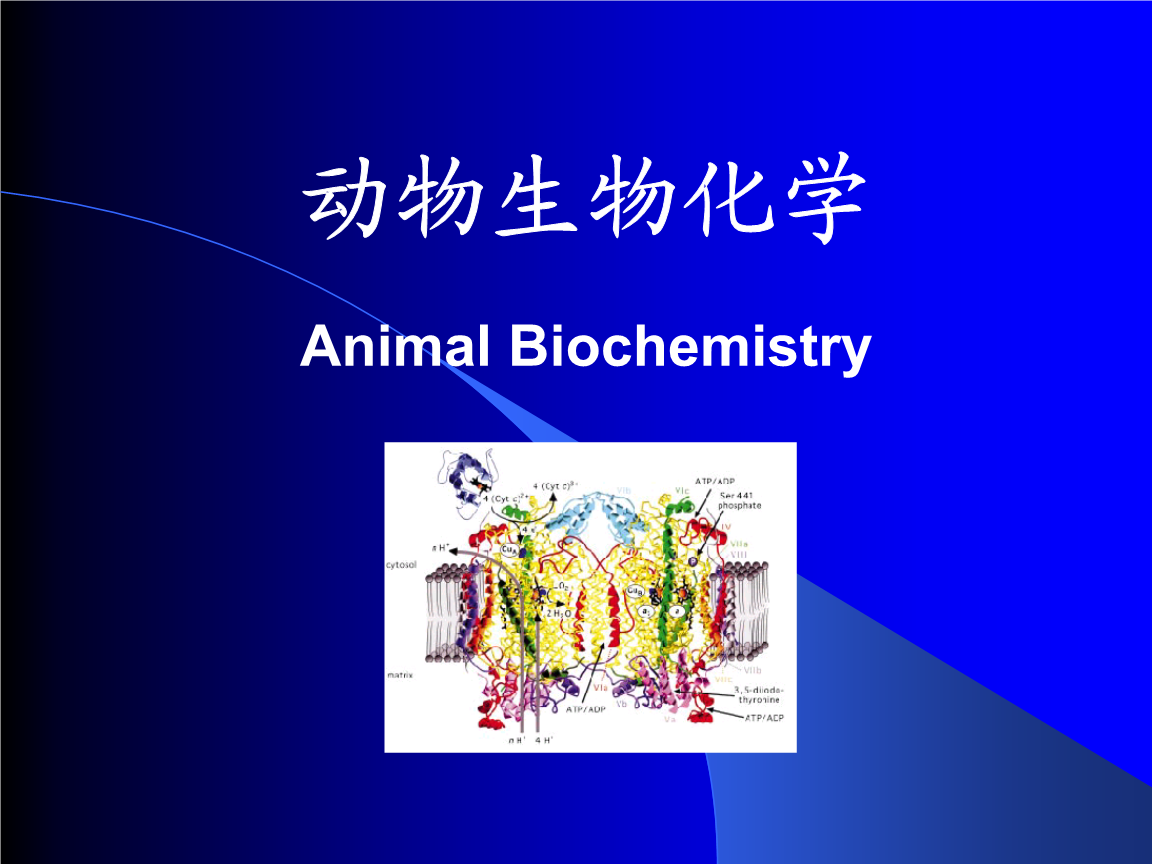 动物生物化学 Animal Biochemistry 第一章 绪论