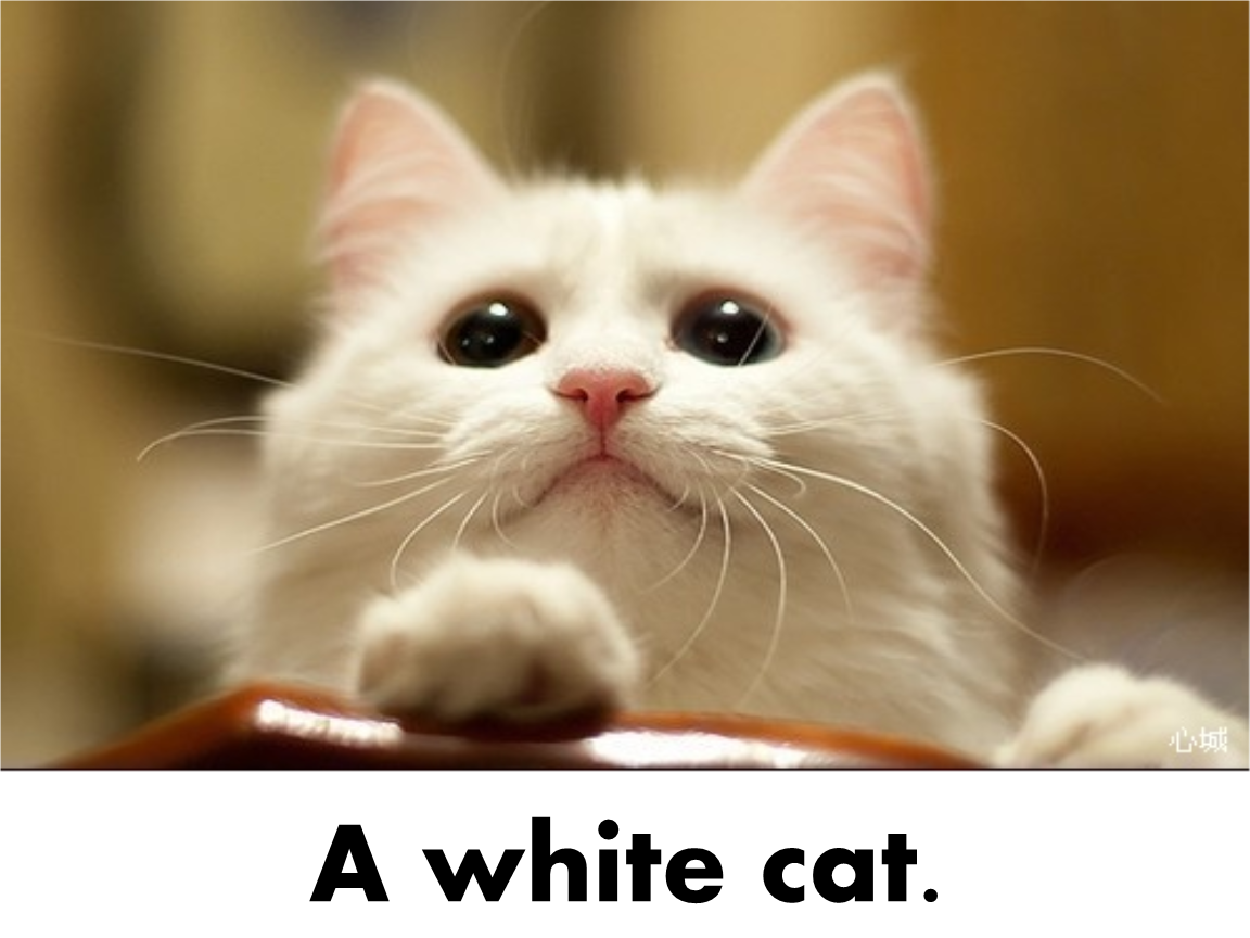 小动物英语ppt.ppt