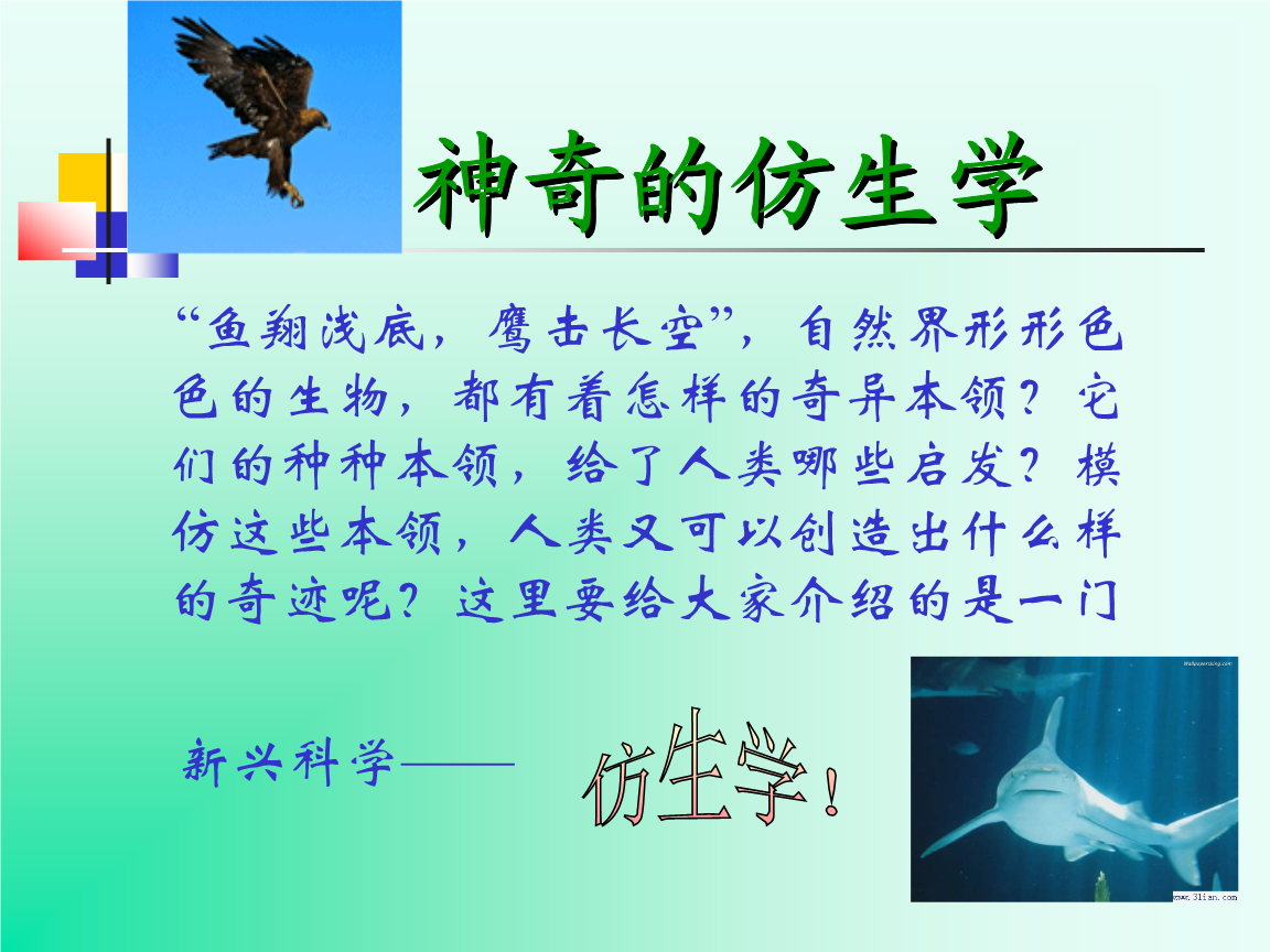 神奇的仿生学.ppt
