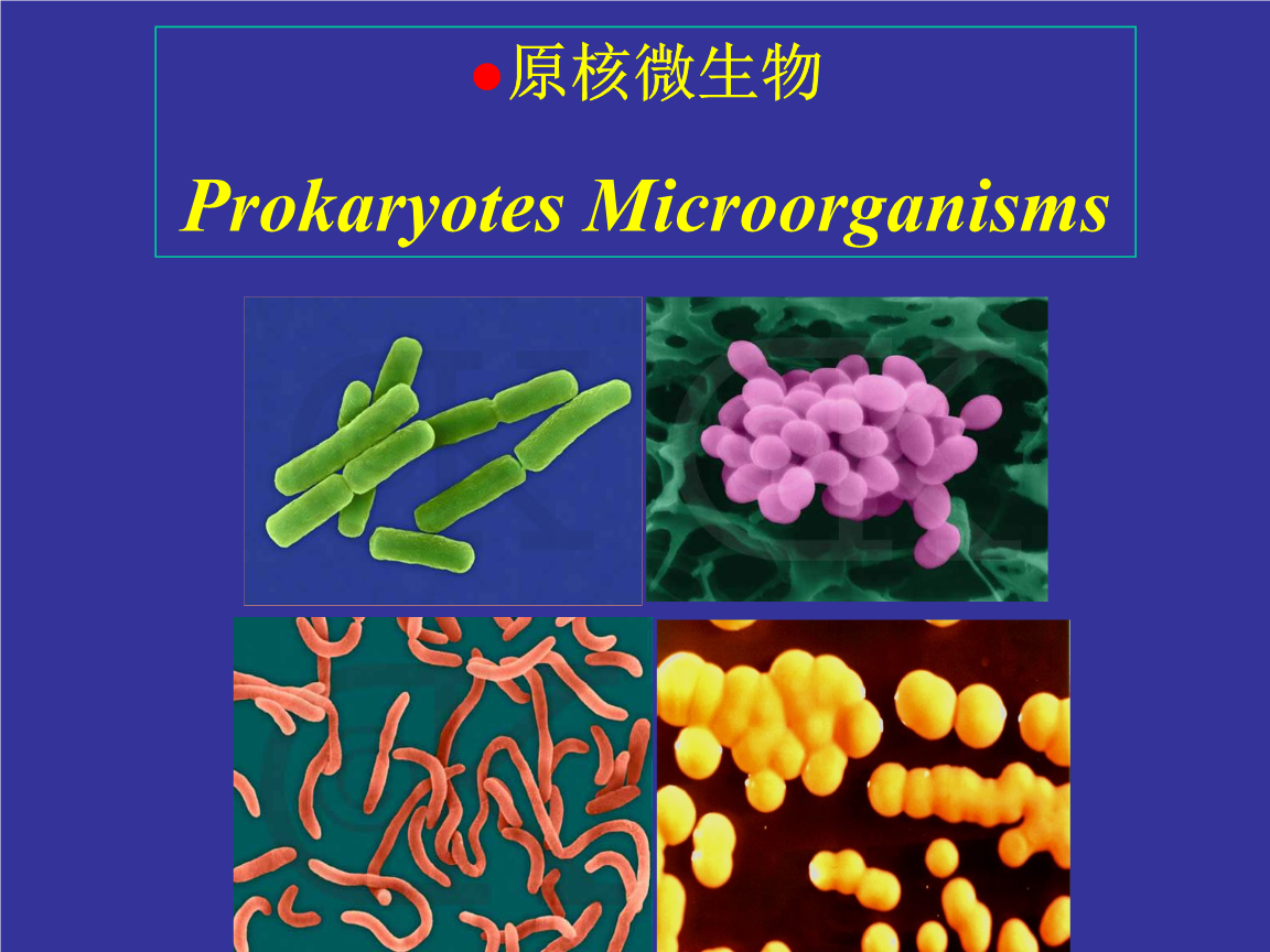 [理学]2-显微镜下微生物原.ppt
