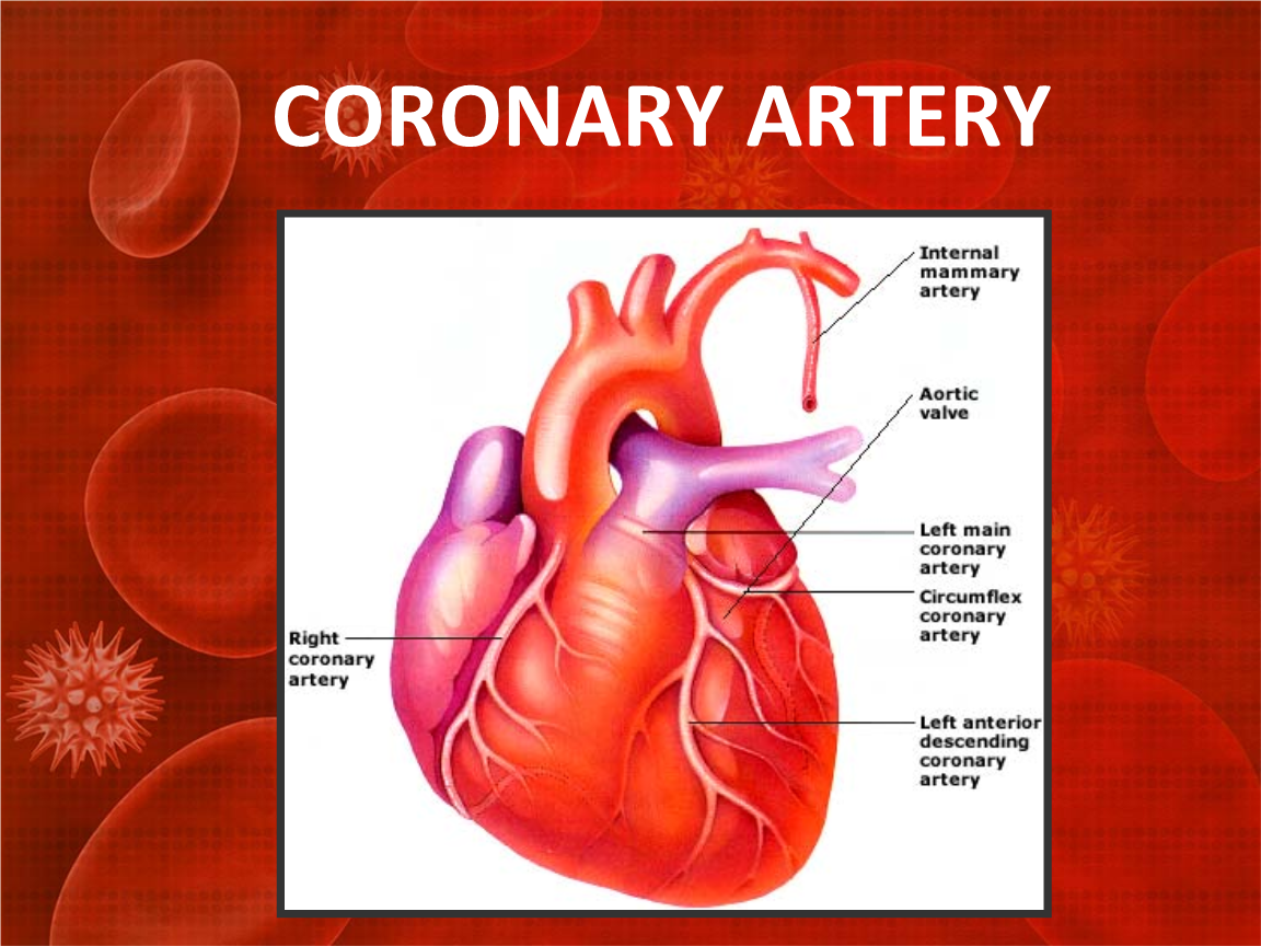 (精编)【高血压英文教学精品课件】coronary artery.ppt