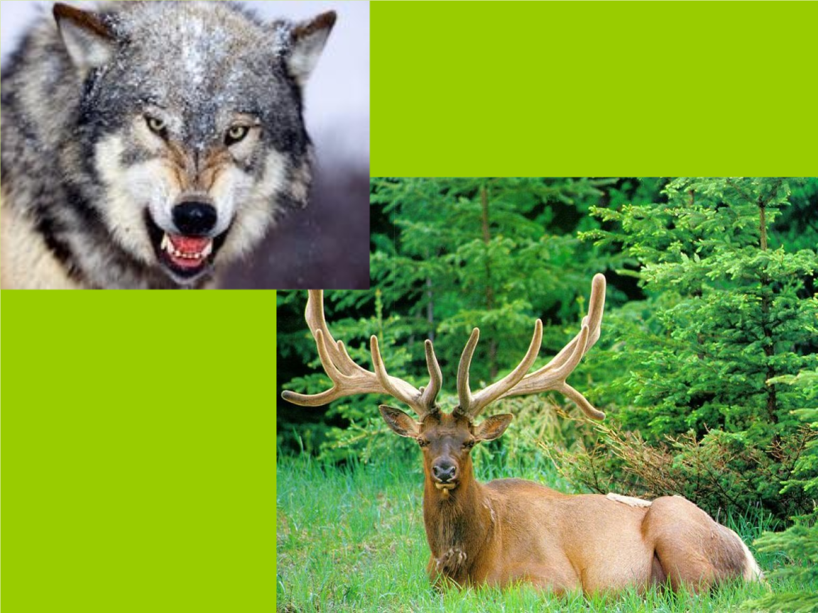 [小学教育]《狼和鹿》pptxiao1,两课时2.ppt