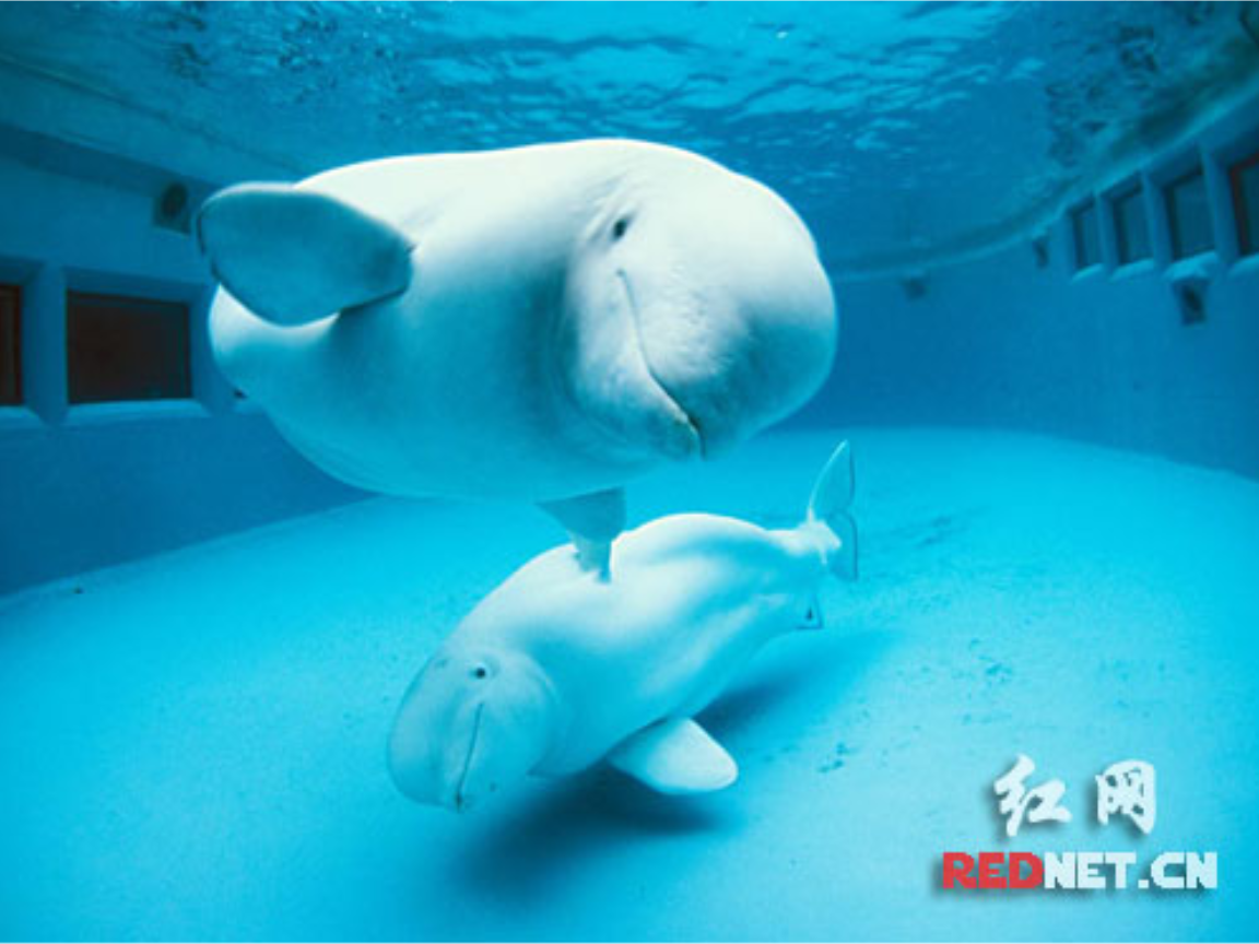 (北师大版)2016秋三年级语文上册《喜爱音乐的白鲸》课件5.ppt