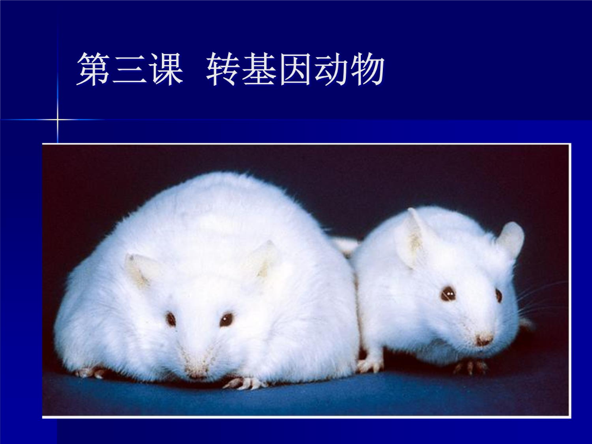 第三课 转基因动物-ljl讲解材料.ppt