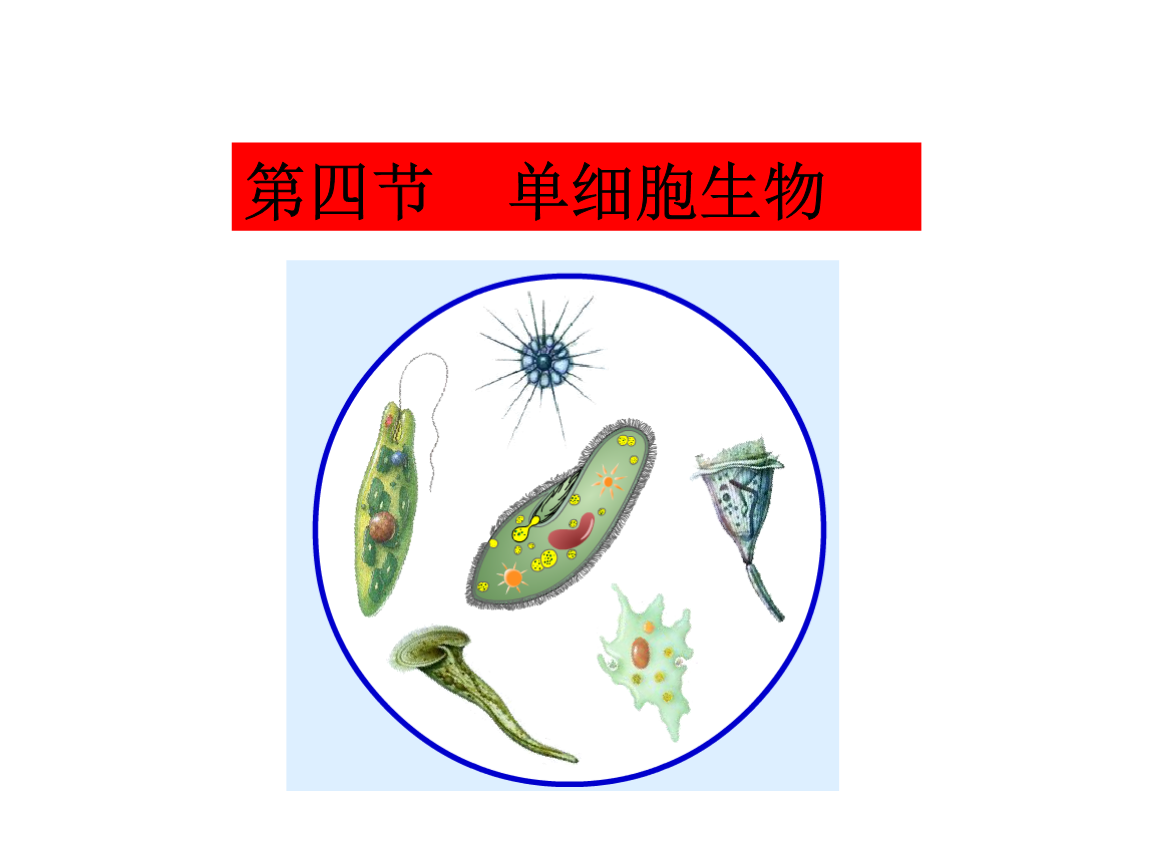 单细胞生物教程.ppt