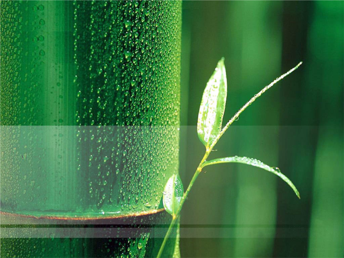 清新淡雅绿色竹子背景模板.ppt