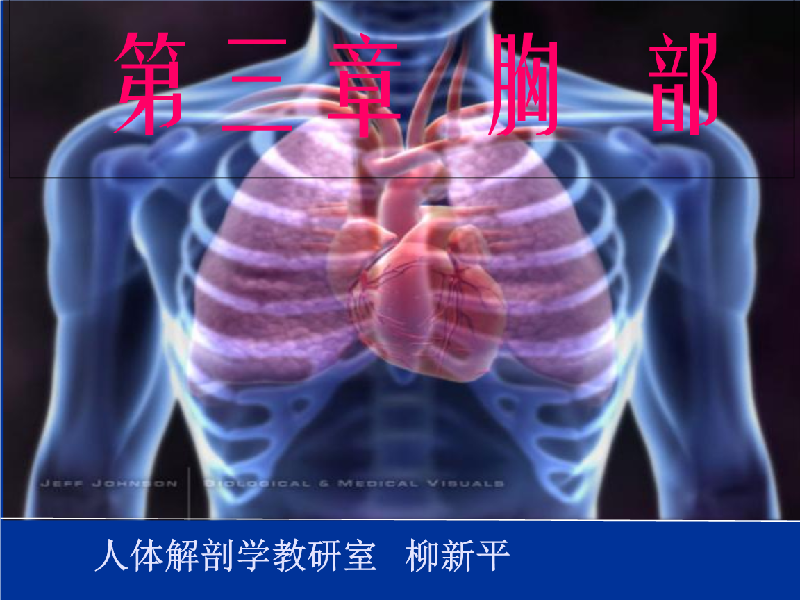 (局部解剖学)10胸部1宣讲培训.ppt