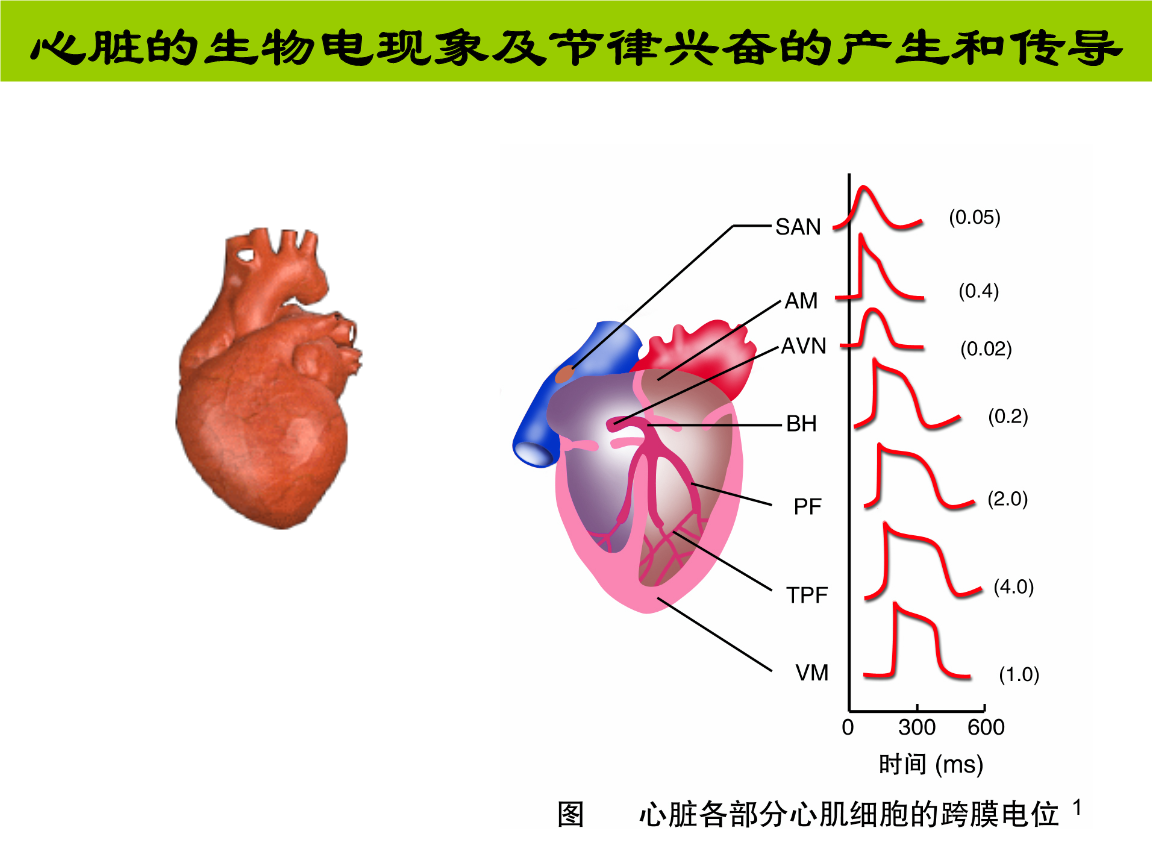 心电生理ppt.ppt