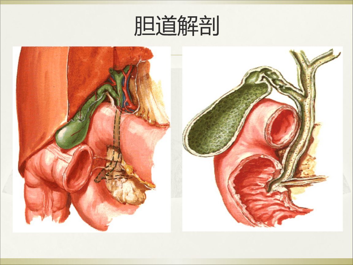 外科学胆道疾病课件.ppt