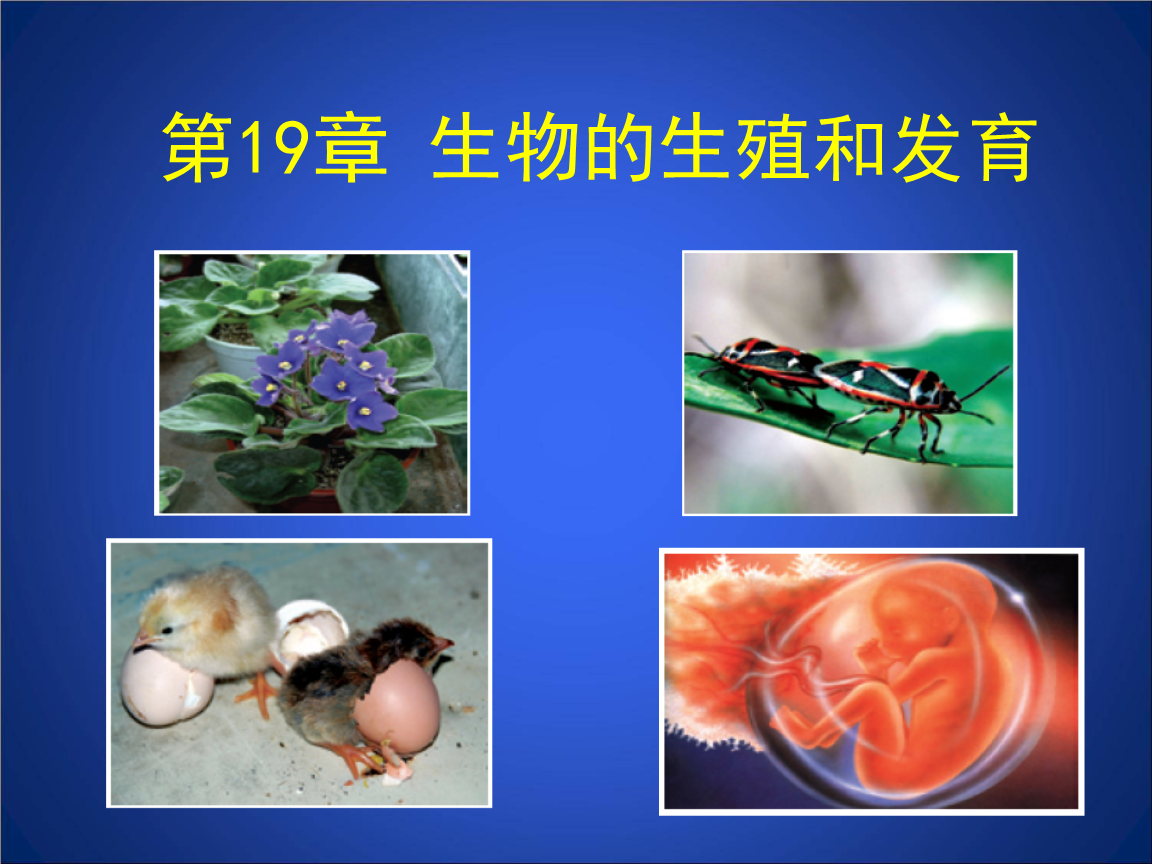 北师大版-八年级生物-19.1人的生殖和发育学案课件ppt.ppt