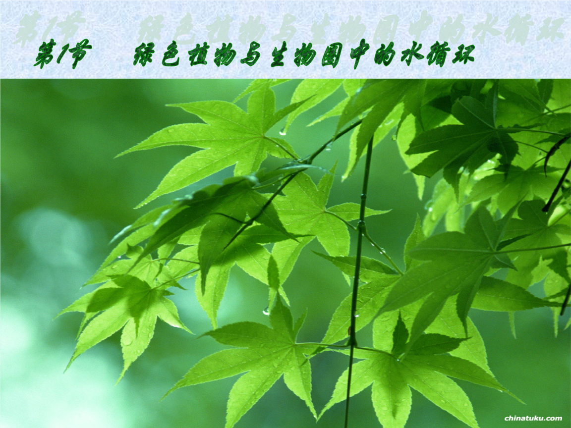 第1节-绿色植物与生物圈中的水循环简析课件ppt.ppt