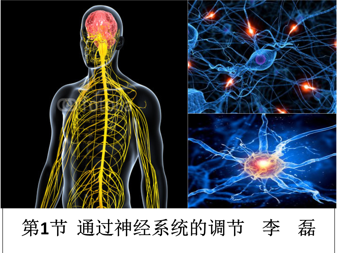 《2.1 通过神经系统的调节》 (公开课共32张ppt)ppt.ppt