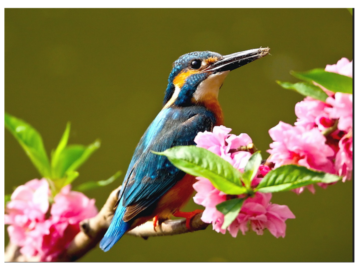 人教版三年级下册第5课《翠鸟》课件.ppt