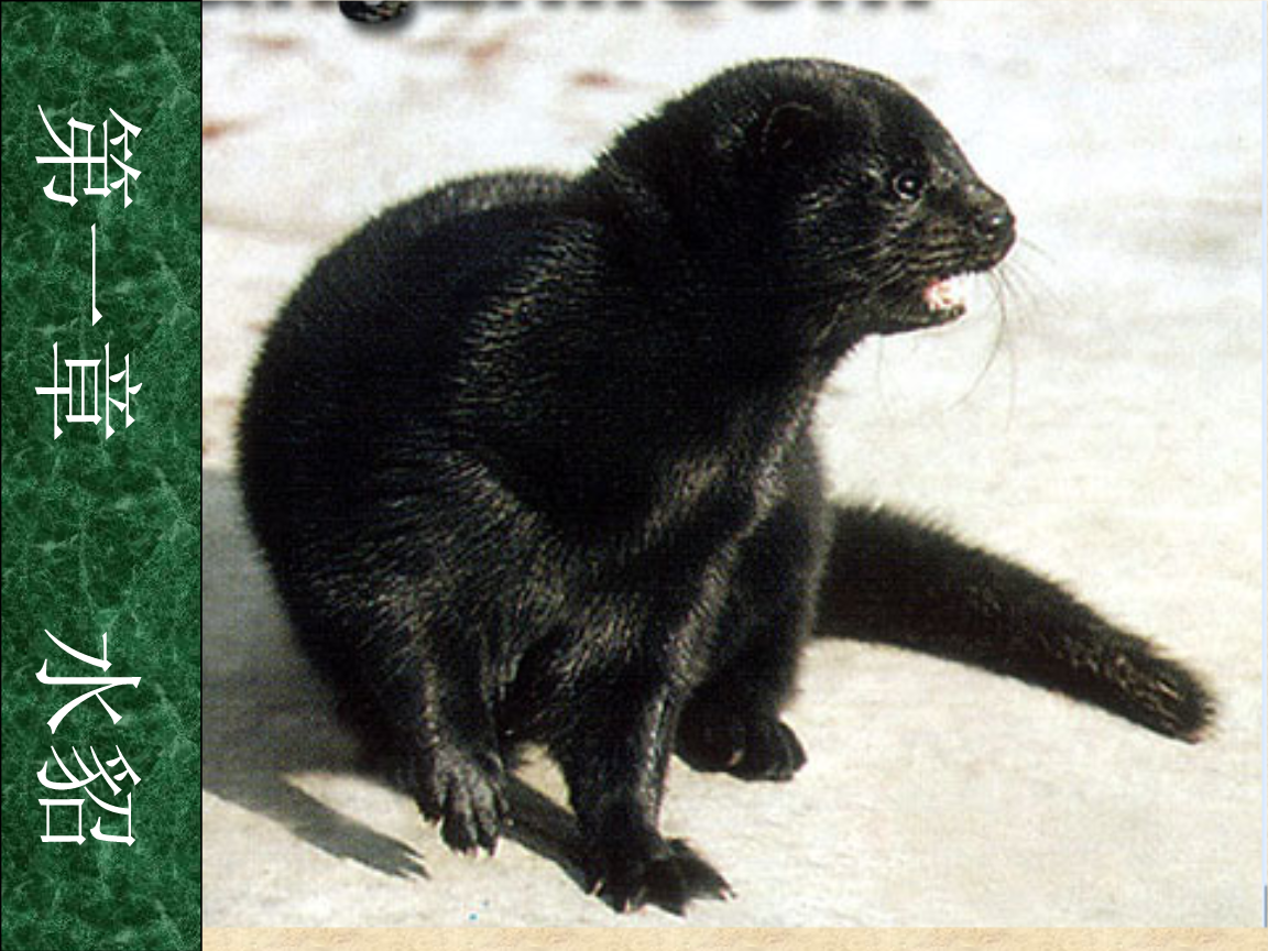 特种经济动物养殖之水貂的饲养管理技术课件.ppt