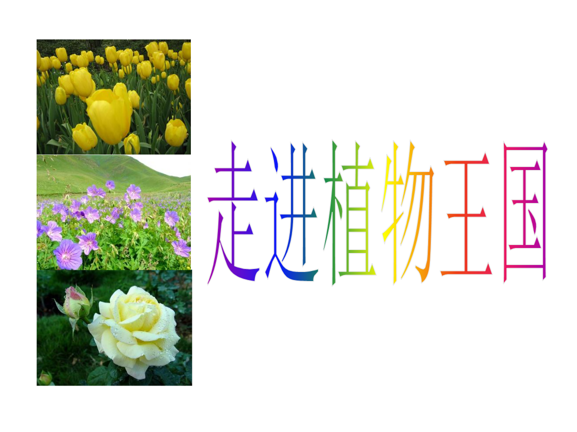 三年级上册综合实践走进植物王国ppt课件.ppt