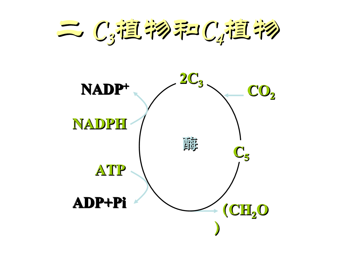 高一生物c3植物与c4植物.ppt