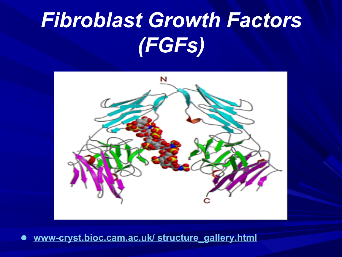 fibroblast growth factors (fgfs) - the university of north 成